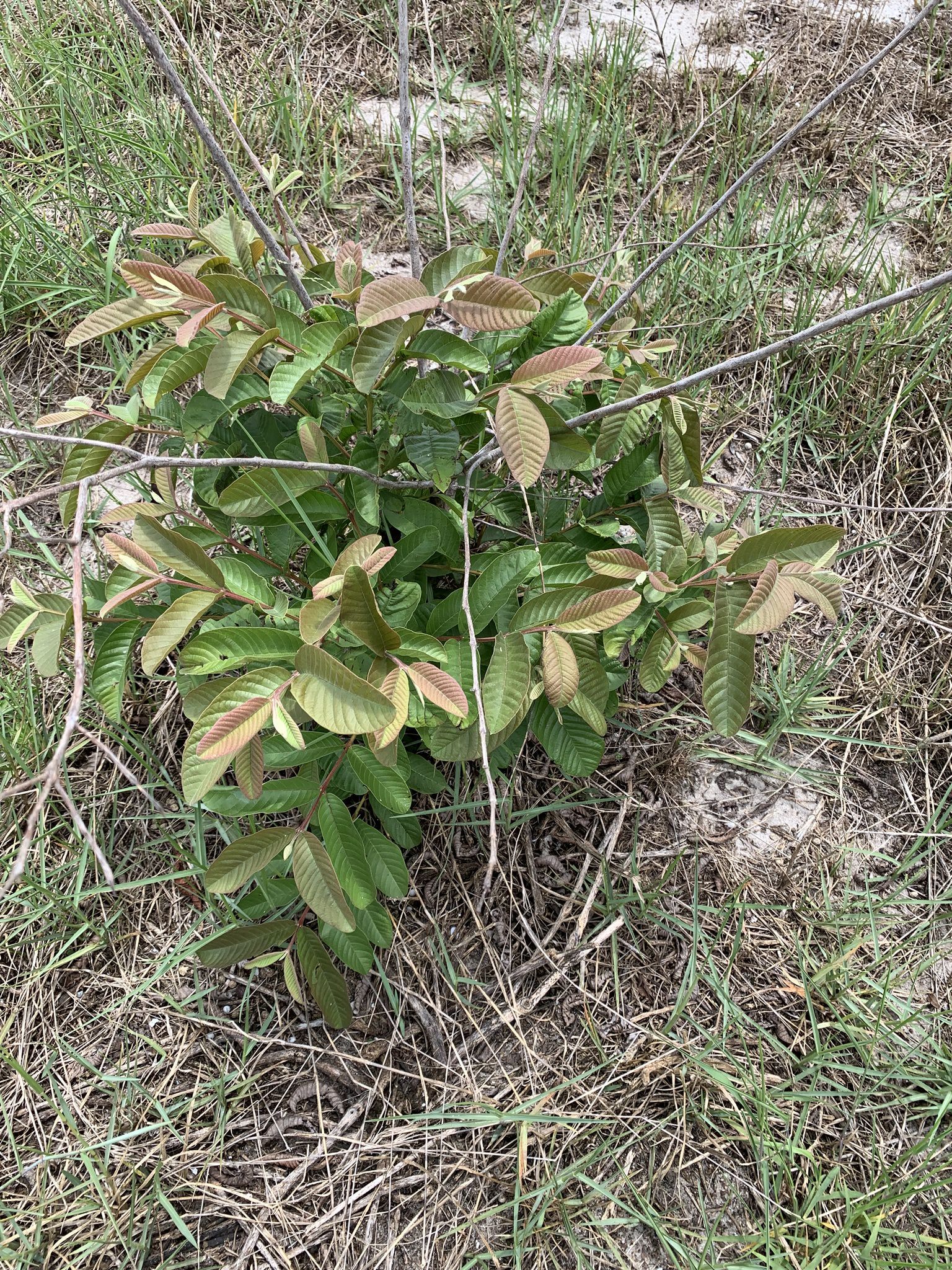Psidium guajava